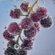 Wildberry Harvest™ Botanical Extract